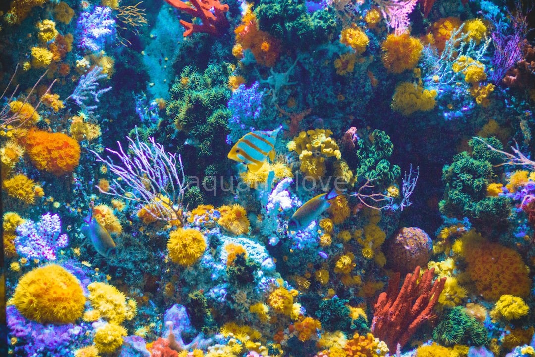 Bioactive Aquarium Setup