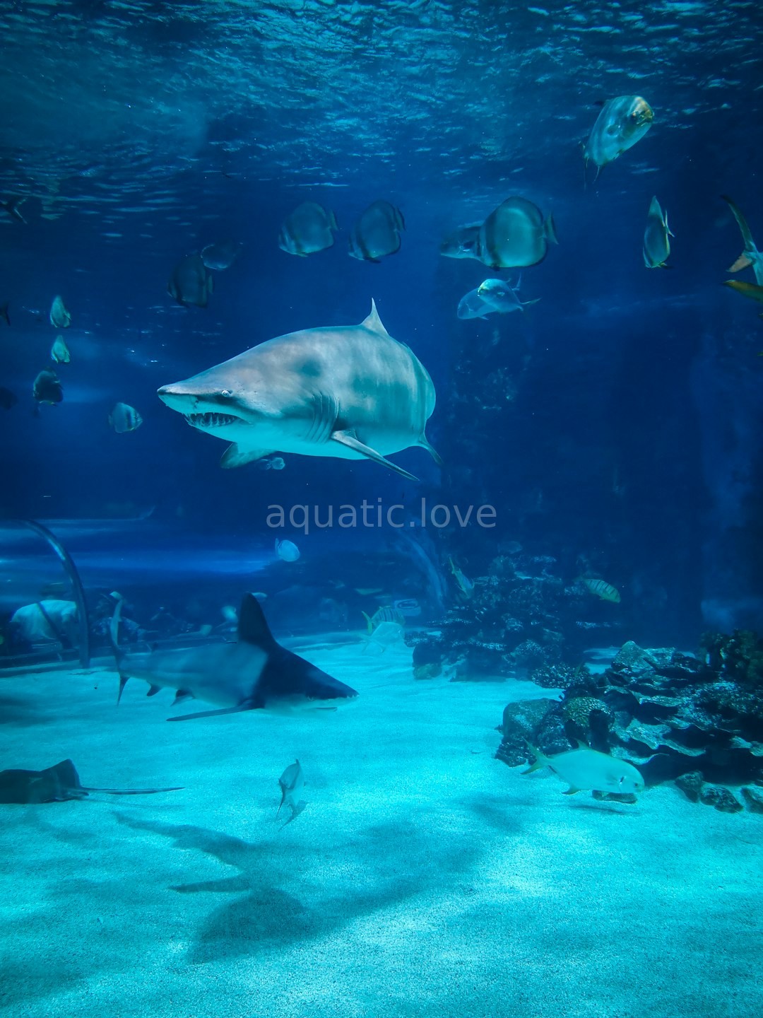 Aquatic Detail