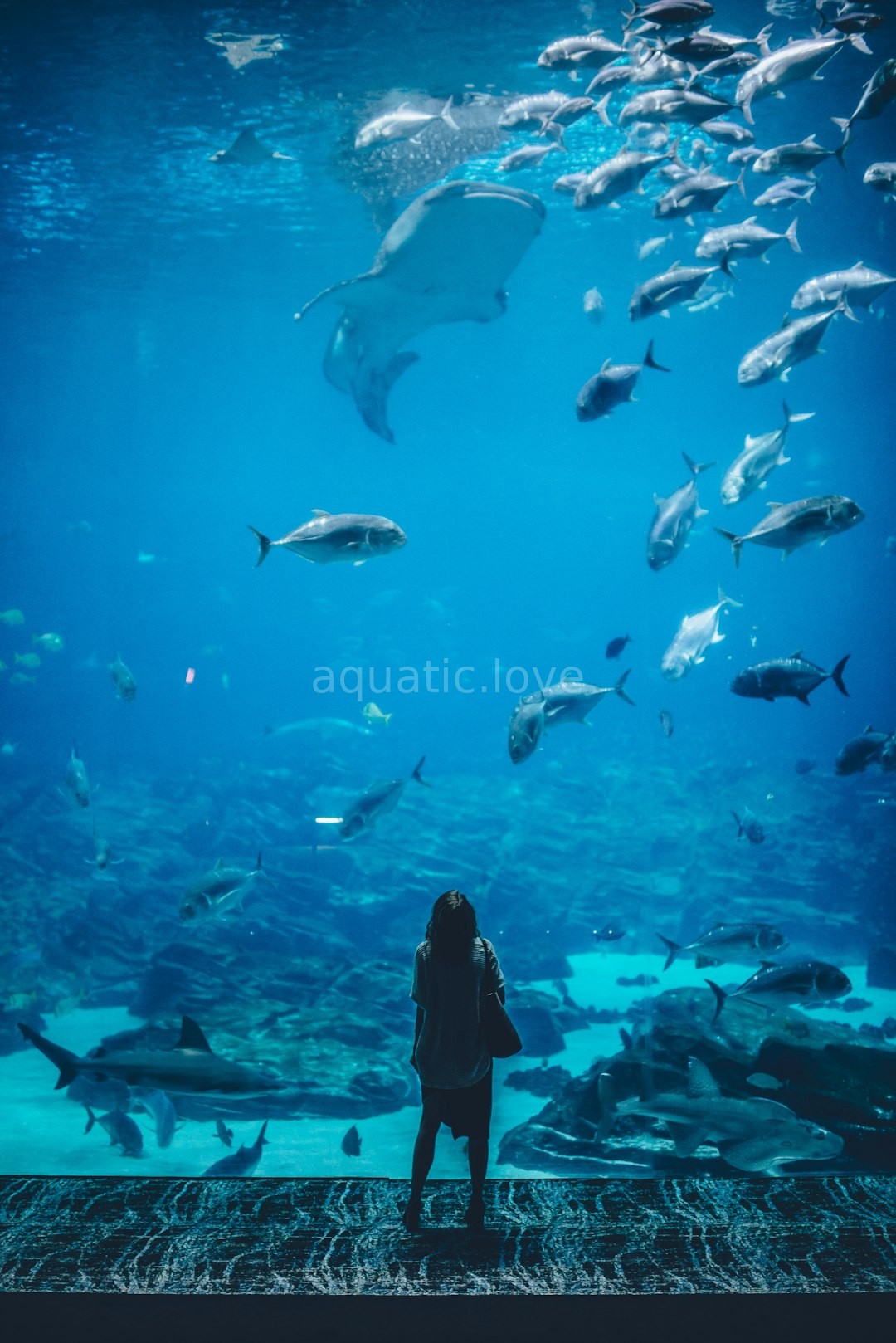 Close up aquatic life