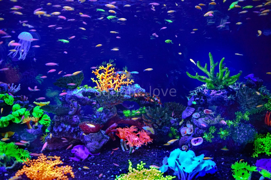 Custom Aquascaping
