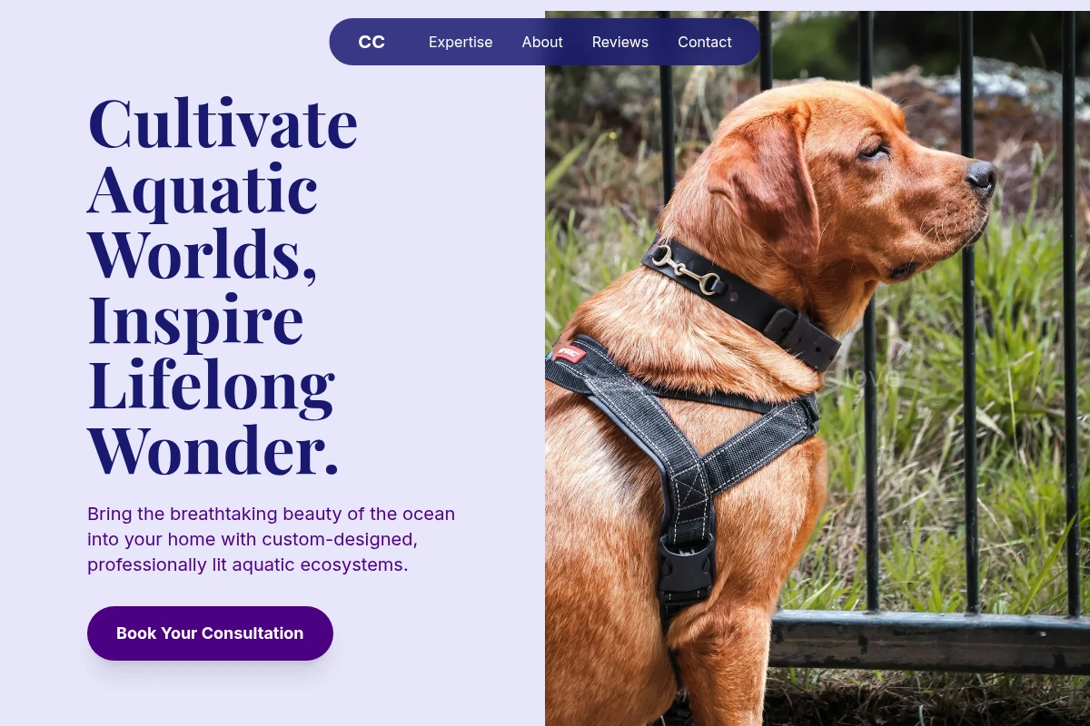 Lighting Pet Services