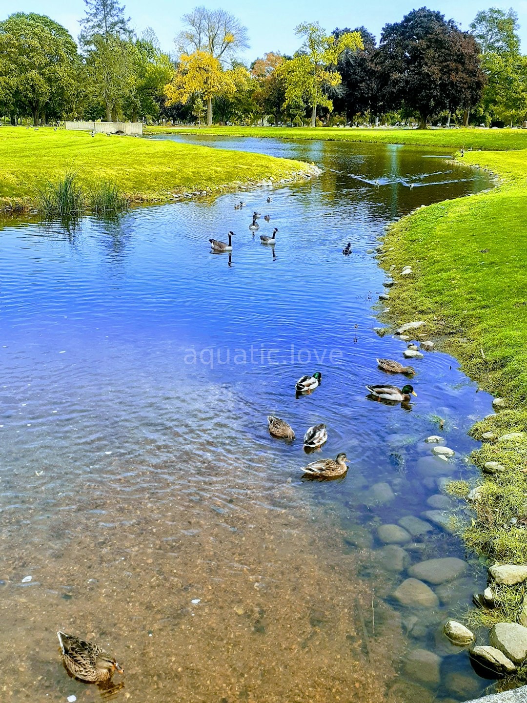 Serene Pond Landscape