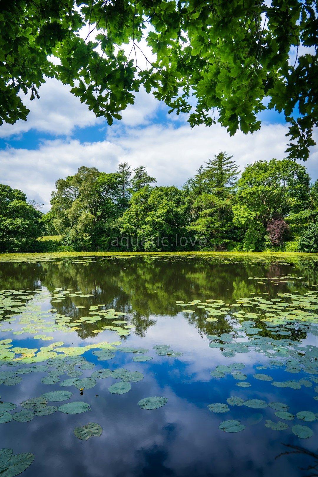 Beautiful Pond Ecosystem